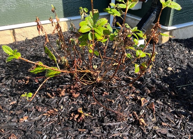 Облепиха не всегда полезна: кому эти ягоды противопоказаны