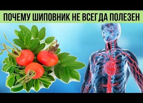 Черника не всегда полезна: кому эти ягоды противопоказаны