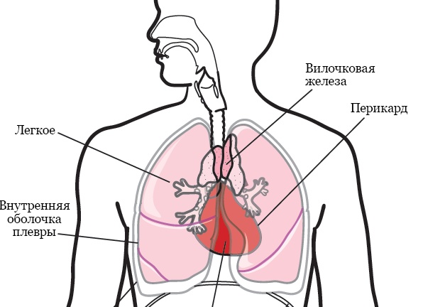 17 продуктов, которые помогают устранить запор