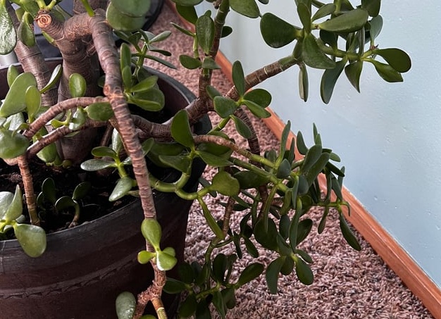 Хурма не всегда полезна: кому этот фрукт противопоказан