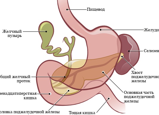 Продукты питания восстанавливающие здоровье поджелудочной железы