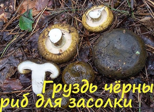 Как засолить черные и белые грузди