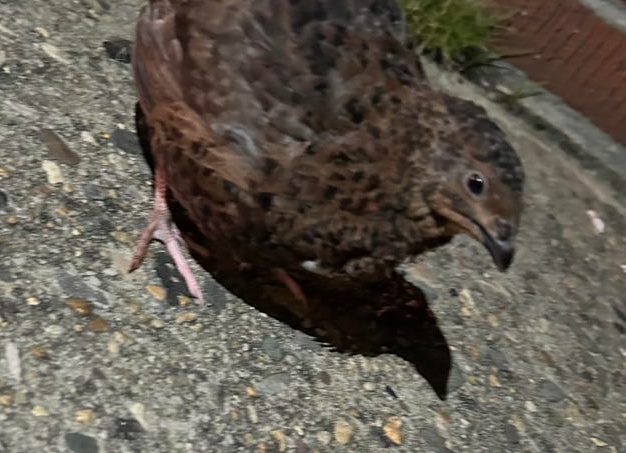 Черная смородина не всегда полезна: кому эти ягоды противопоказаны