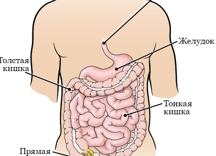 Продукты питания помогающие сохранить здоровье желудка