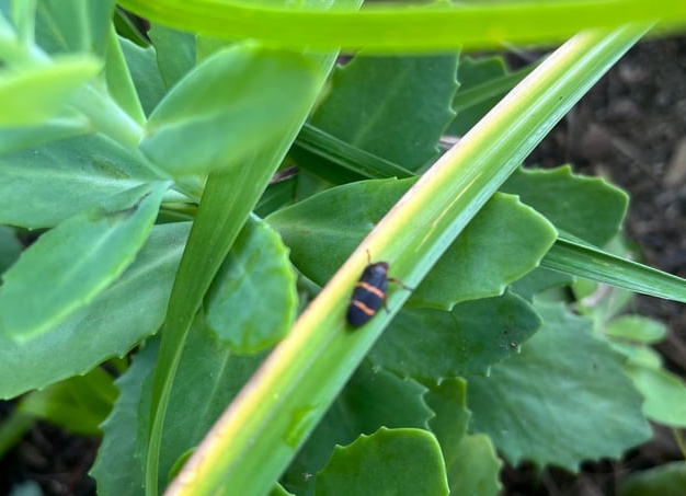 Баклажаны не всегда полезны: кому этот овощ противопоказан